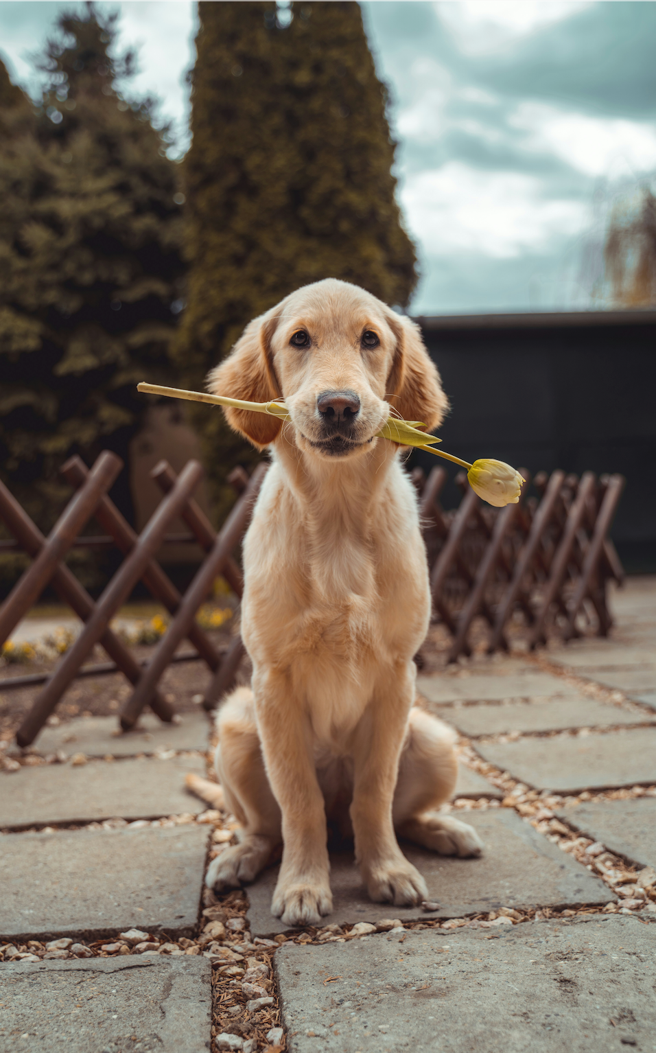 The Science of Play: How Toys Help Improve Your Dog’s Brain Health