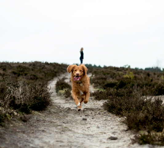 Why Playtime is More Than Just Fun: The Importance of Daily Mental Exercise for Dogs