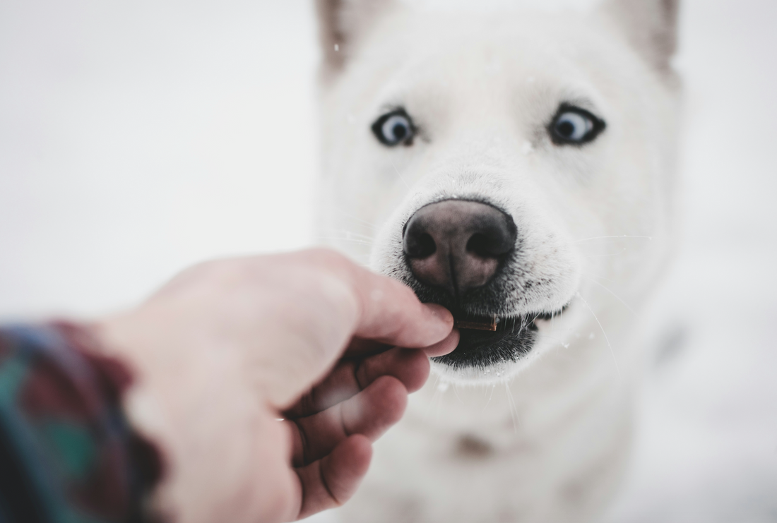 Puzzle Toys vs. Treat Dispensers: Which is Best for Your Dog?